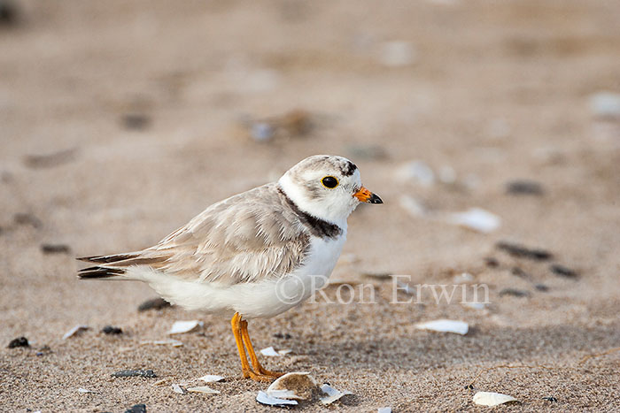 Piping Plover
