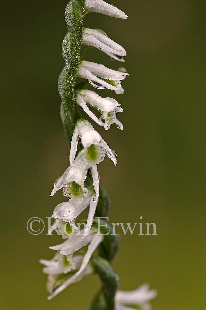 Northern Slender Ladies' Tresses