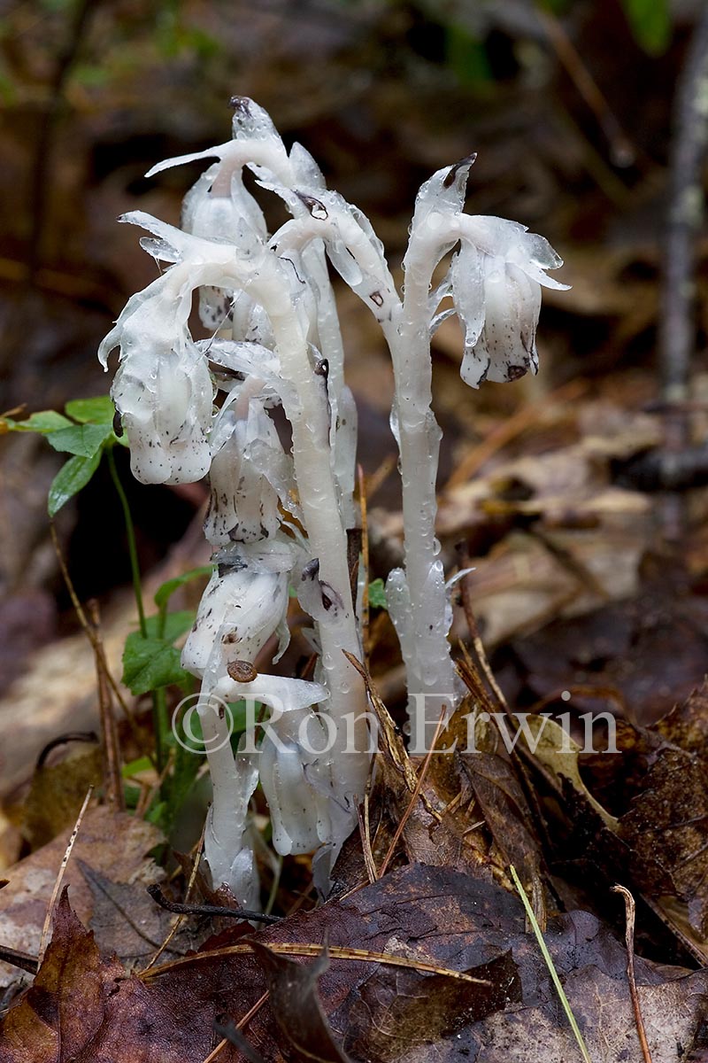 Ghost Pipe