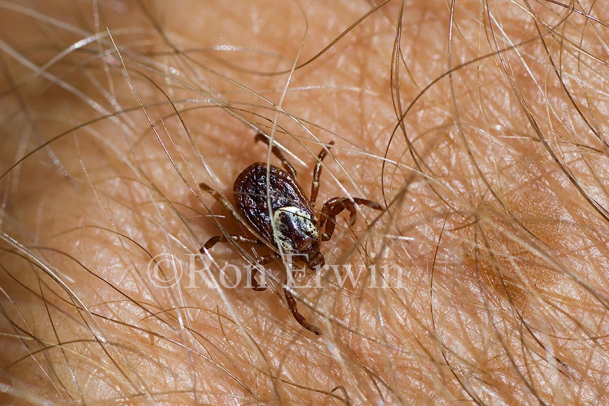 Wood Tick