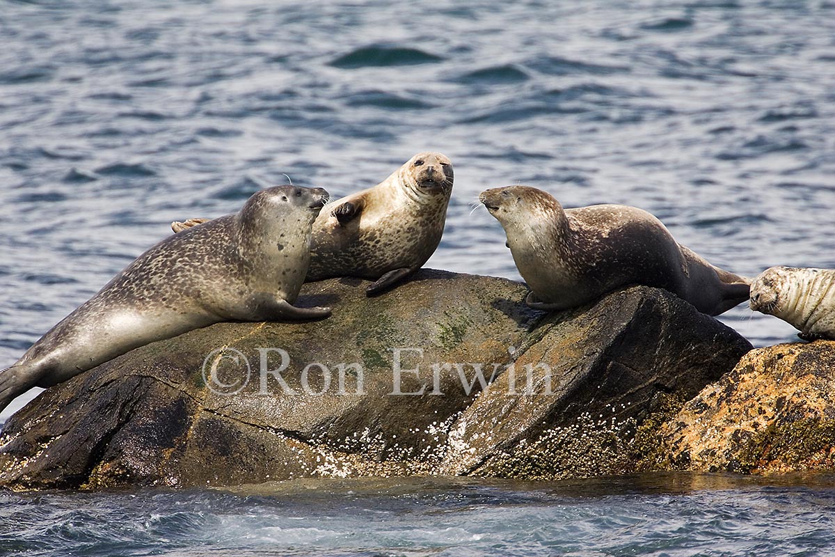 Seals
