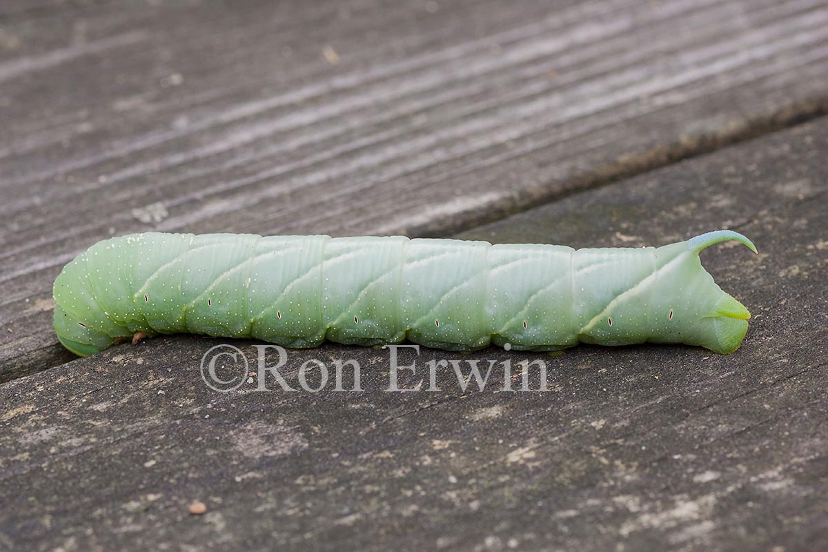 Hornworm