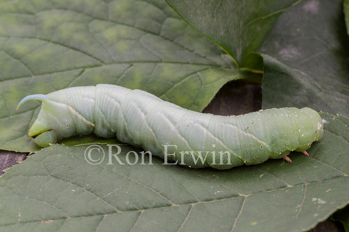 Hornworm