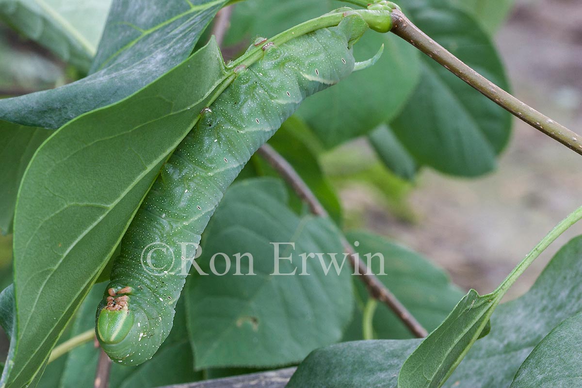 Hornworm