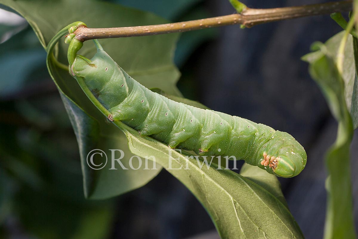 Hornworm