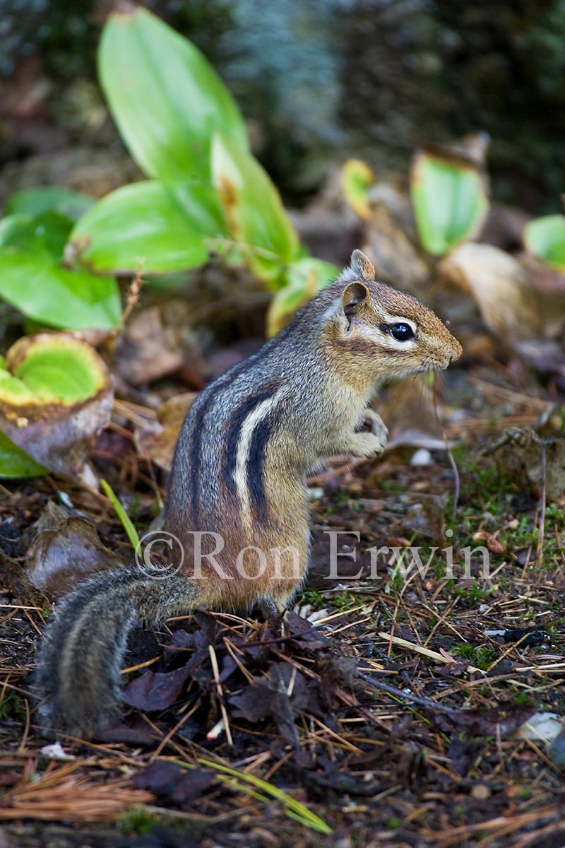 Eastern Chipmunk