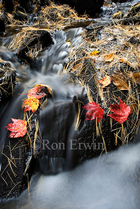 Maple Leaves and Stream