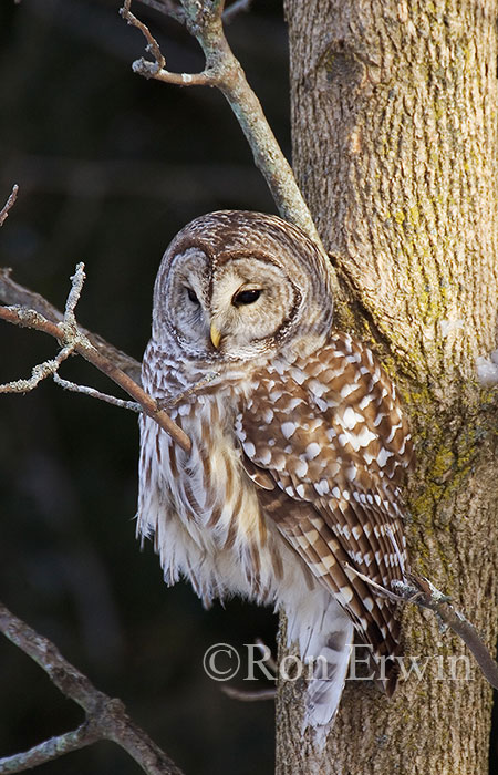 Barred Owl