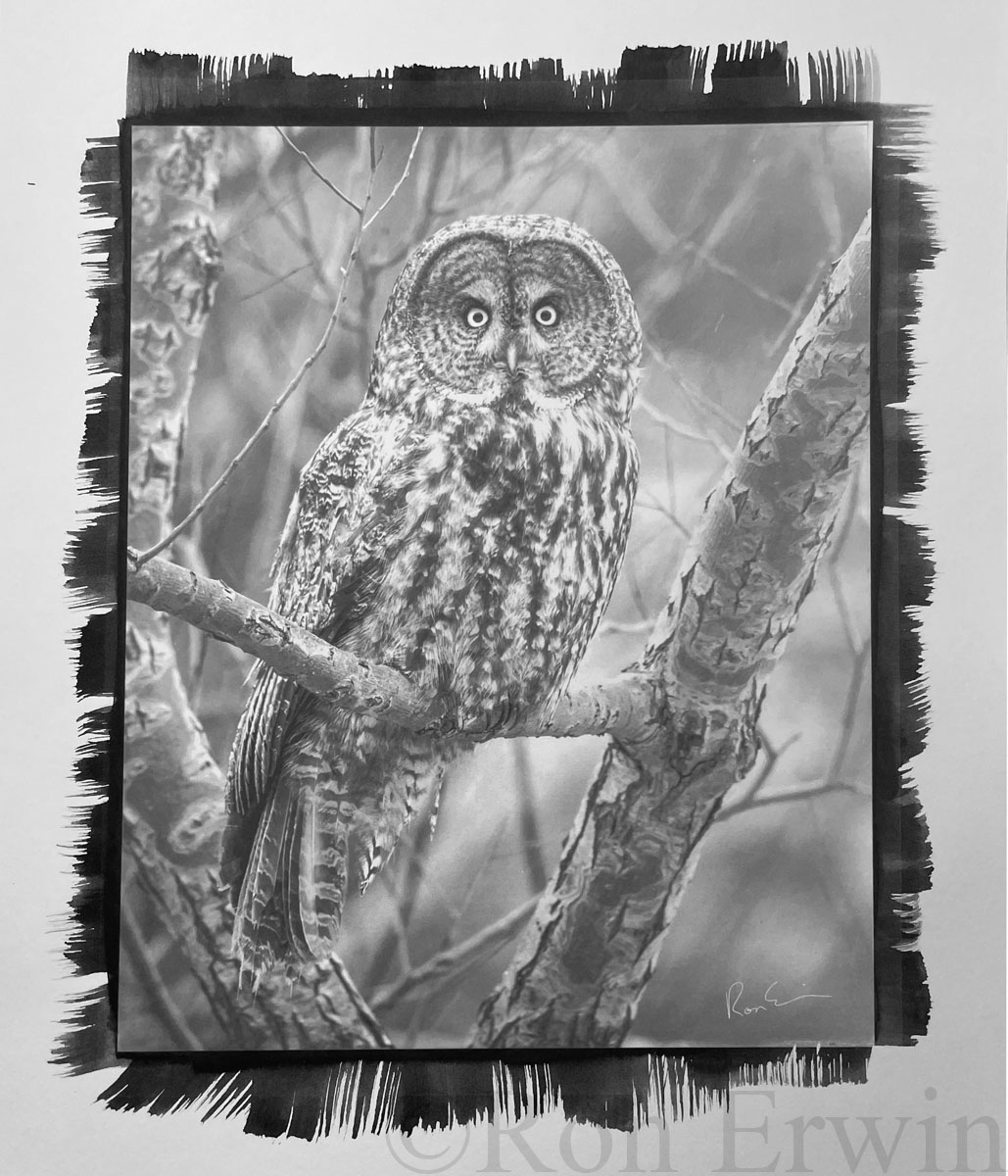 Great Gray Owl (#3)