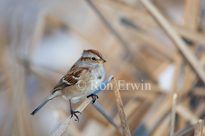 American Tree Sparrow