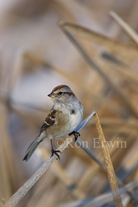American Tree Sparrow