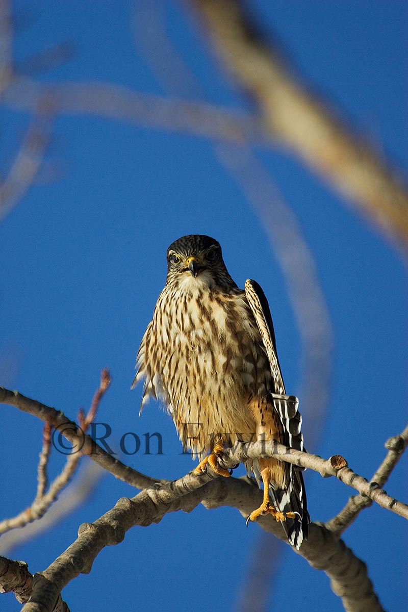Merlin