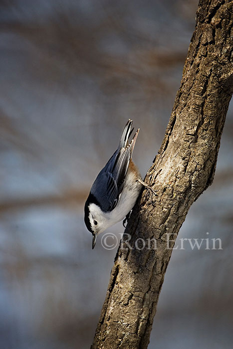 White-breasted Nuthatch