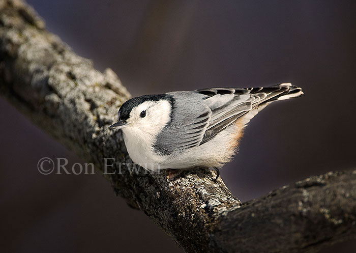 White-breasted Nuthatch