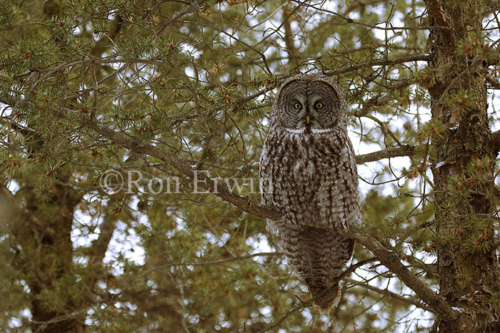 Great Gray Owl