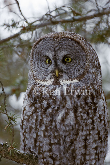 Great Gray Owl