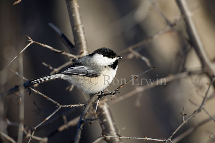 Black-capped Chickadee 