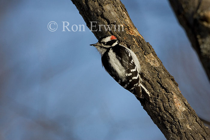 Downy Woodpecker