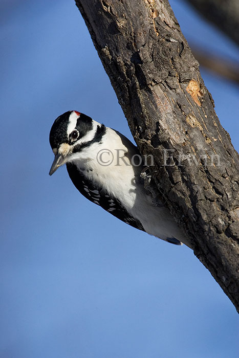 Hairy Woodpecker