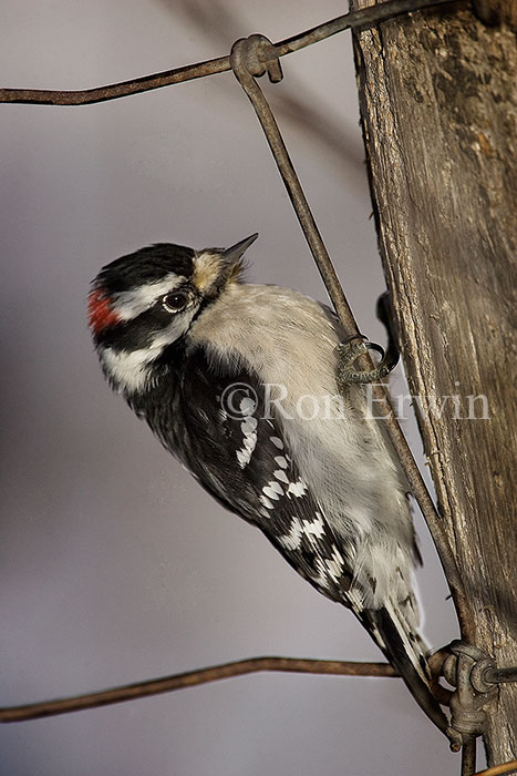 Downy Woodpecker