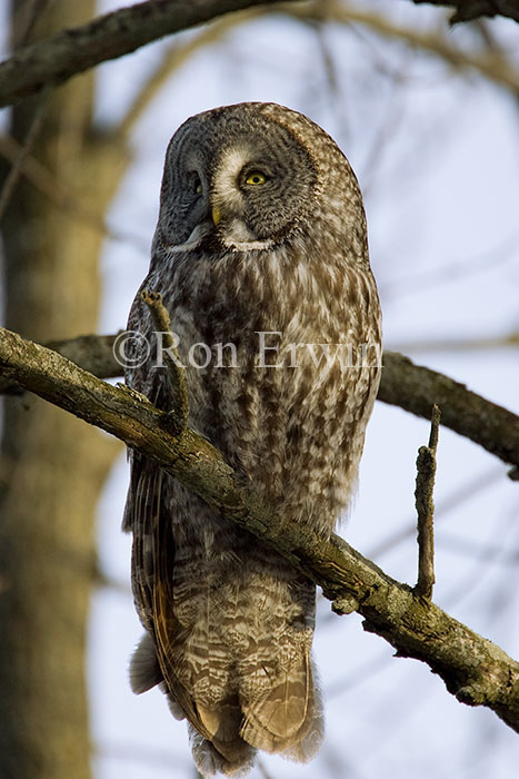 Great Gray Owl