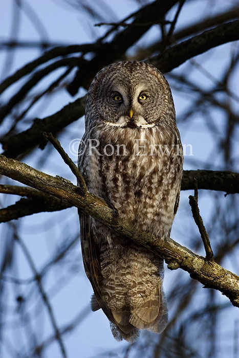 Great Gray Owl