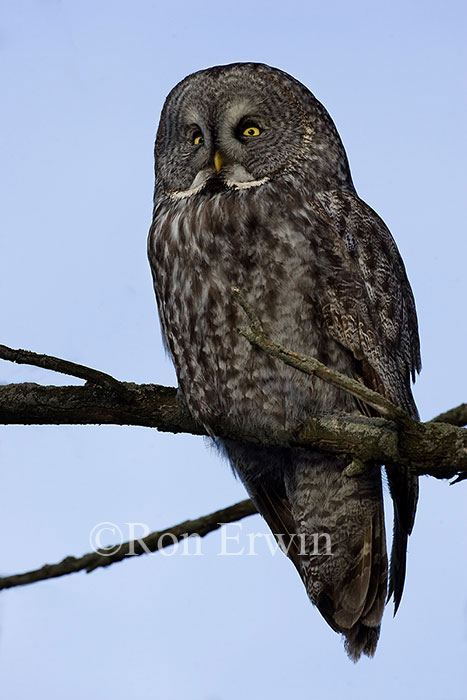 Great Gray Owl