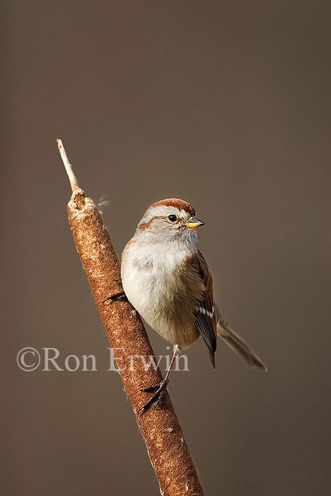 American Tree Sparrow