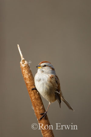 Tree Sparrow