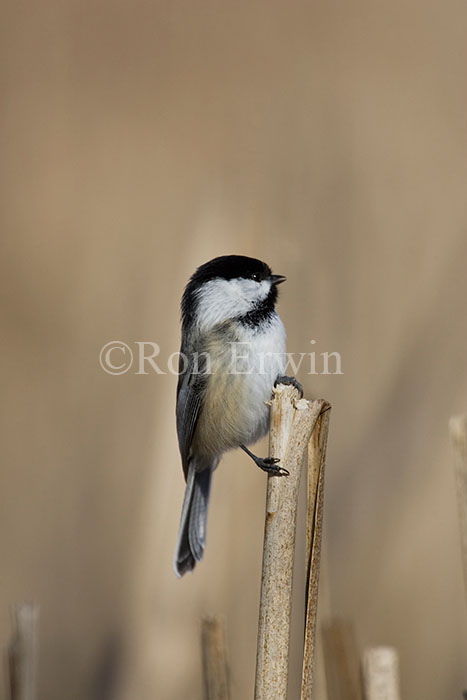 Black-capped Chickadee