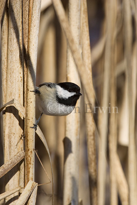 Black-capped Chickadee 