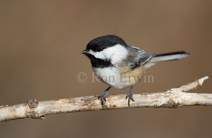 Black-capped Chickadee