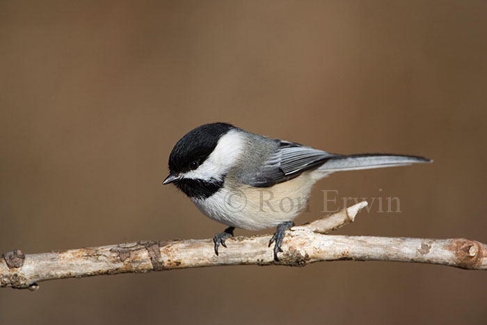 Black-capped Chickadee