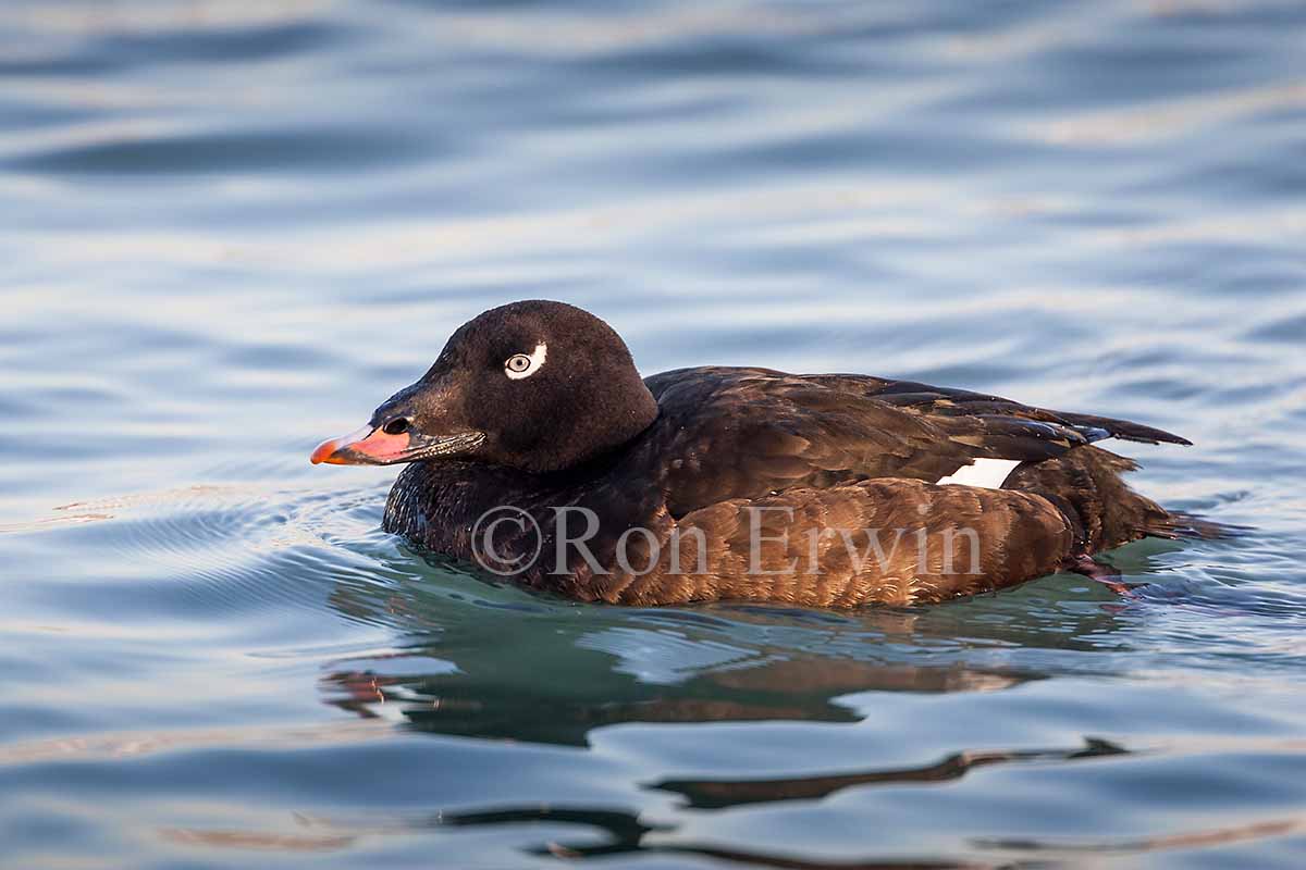 White-winged Scoter