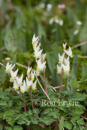 Dutchman's Breeches
