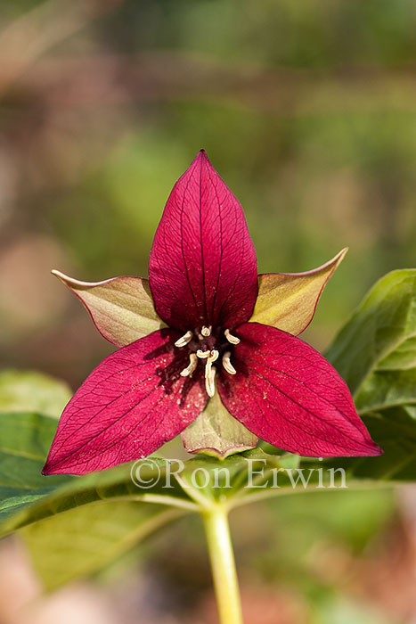 Red Trillium