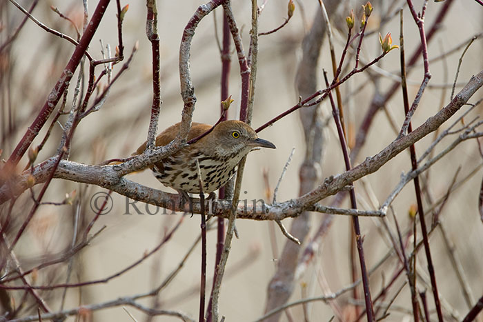 Brown Thrasher