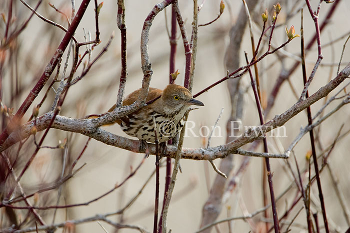 Brown Thrasher