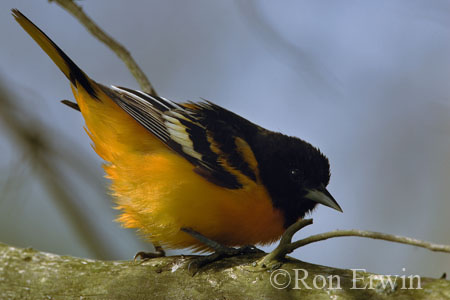 Baltimore Oriole
