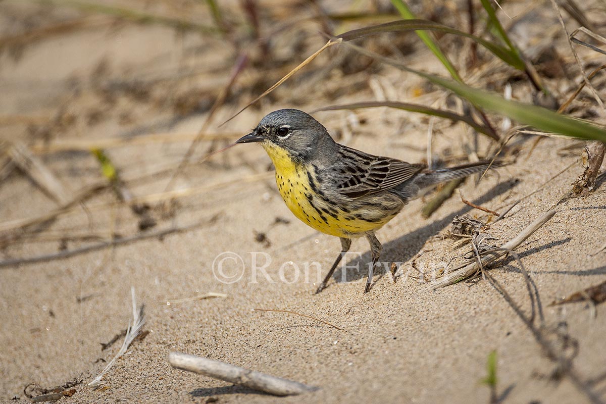 Kirtland's Warbler