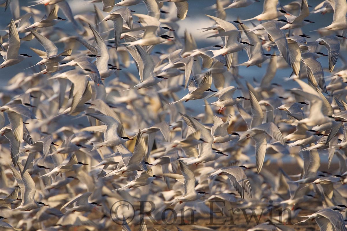 Large Common Tern Flock