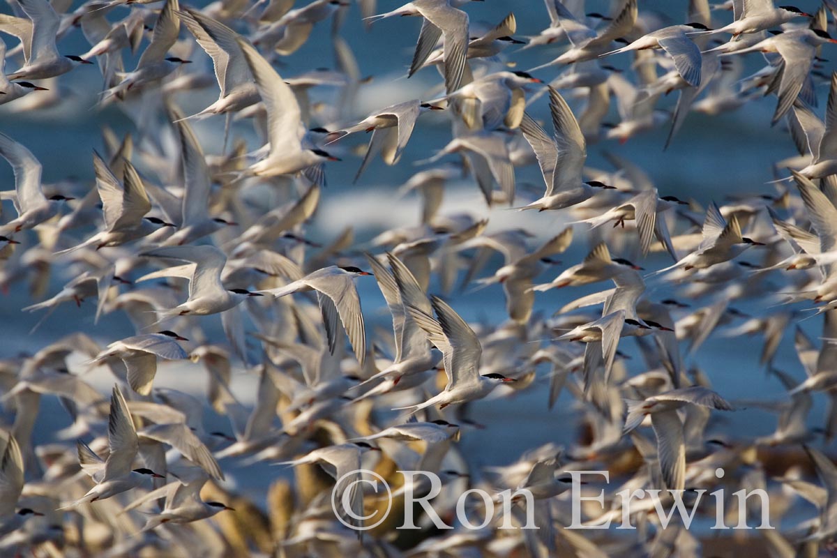 Large Common Tern Flock
