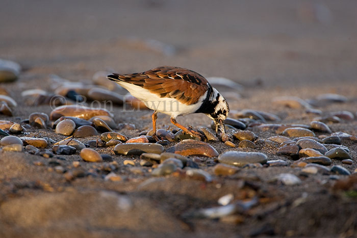 Ruddy Turnstone