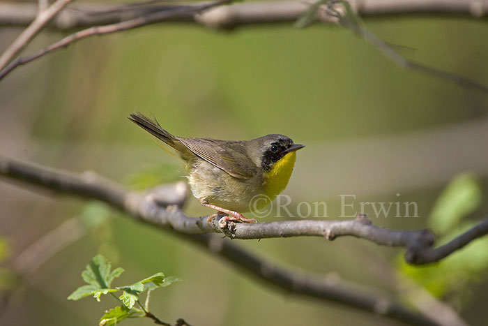 Common Yellowthroat