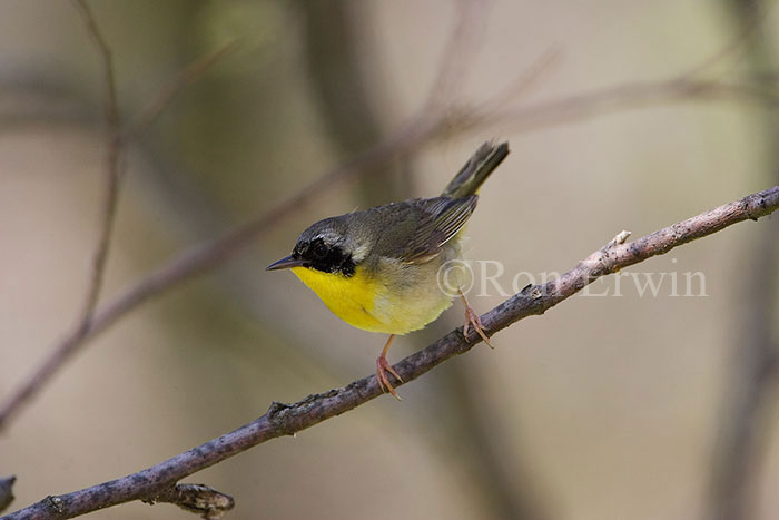 Common Yellowthroat