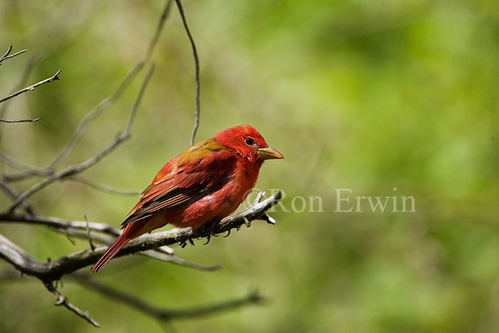 Male Summer Tanager