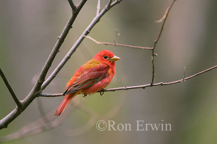 Summer Tanager