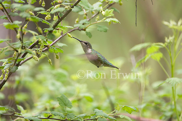 Ruby-throated Hummingbird Hovering