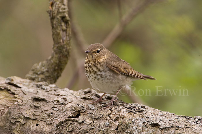 Swainson's Thrush