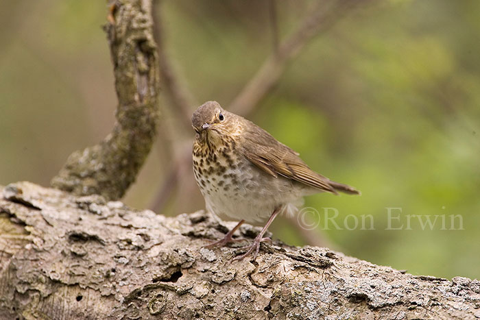 Swainson's Thrush